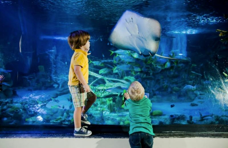 SEA LIFE at Mall of America Tickets - Photo 1 of 13
